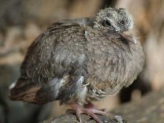 Torcaza/Eared Dove