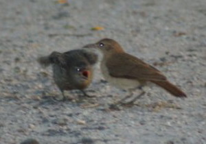 Tordo renegrido-Hornero/Shiny Cowbird-Rufous Hornero