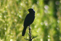 Volatinero/Blue-black Grassquit