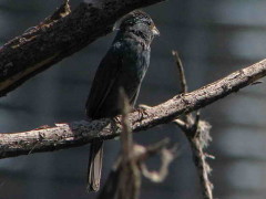 Volatinero/Blue-black Grassquit