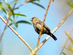 Volatinero/Blue-black Grassquit