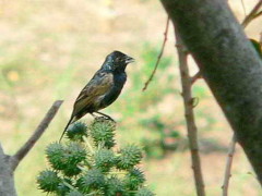 Volatinero/Blue-black Grassquit