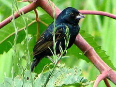 Volatinero/Blue-black Grassquit