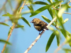 Volatinero/Blue-black Grassquit