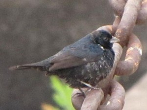 Volatinero/Blue-black Grassquit