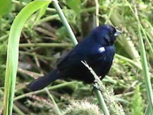 Volatinero/Blue-black Grassquit