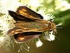 Saltarina amarilla/Fiery Skipper