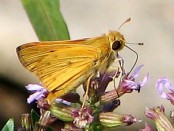 Saltarina amarilla/Fiery Skipper