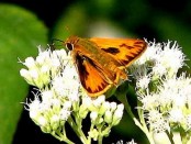 Saltarina amarilla/Fiery Skipper