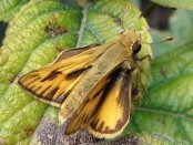 Saltarina amarilla/Fiery Skipper