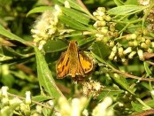 Saltarina amarilla/Fiery Skipper