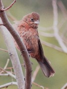 Brasita de fuego/Red-crested Finch