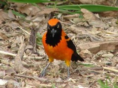 Matico/Orange-backed Troupial