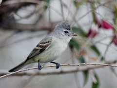 Piojito silbón/Southern Beardless Tyrannulet