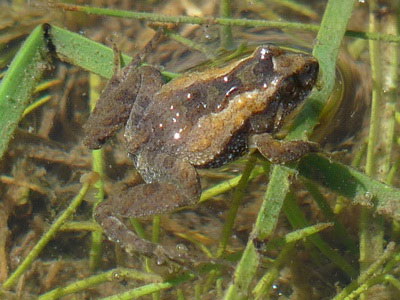 Rana enana/Dwarf frog