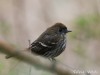 Viudita pico celeste/Blue-billed Black-Tyrant