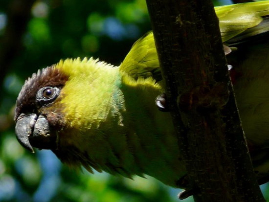 Ñanday/Nenday Parakeet