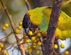 Ñanday/Nenday Parakeet