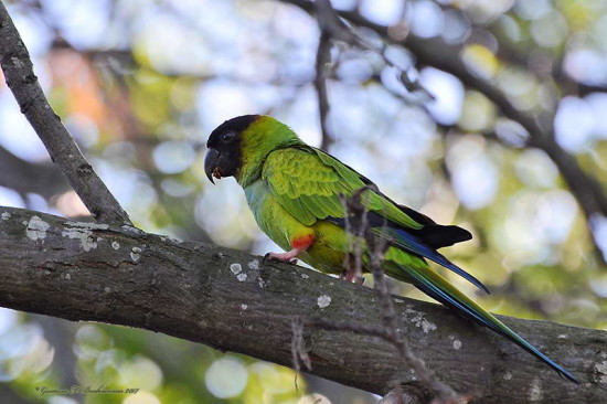 Ñanday/Nenday Parakeet