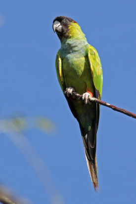 Ñanday/Nenday Parakeet