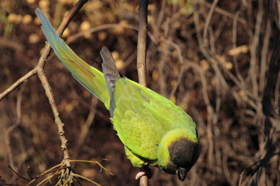 Ñanday/Nenday Parakeet