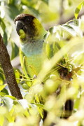 Ñanday/Nenday Parakeet