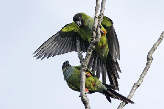 Ñanday/Nenday Parakeet