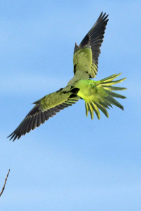 Ñanday/Nenday Parakeet