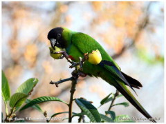 Ñanday/Nenday Parakeet