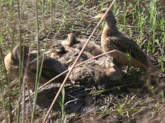 Pato barcino/Yellow-billed Teal