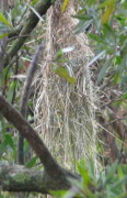 Boyero negro nido/Solitary Black Cacique Nest