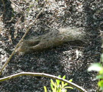 Boyero negro nido/Solitary Black Cacique Nest