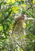 Boyero negro nido/Solitary Black Cacique Nest