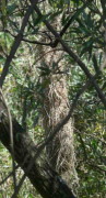 Boyero negro nido/Solitary Black Cacique Nest