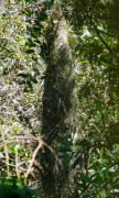 Boyero negro nido/Solitary Black Cacique Nest
