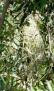 Boyero negro nido/Solitary Black Cacique Nest