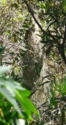 Boyero negro nido/Solitary Black Cacique Nest