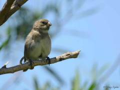 Corbatita común/Double-collared Seedeater