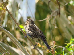 Varillero ala amarilla/Yellow-winged Blackbird