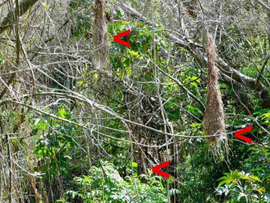 Boyero nido/Solitary black cacique's nest