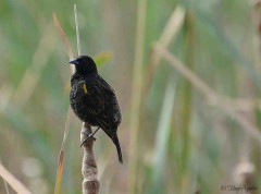 Varillero ala amarilla/Yellow-winged Blackbird