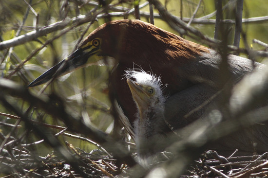 Hocó colorado/Rufescent Tiger-Heron