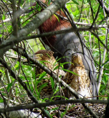 Hocó colorado/Rufescent Tiger-Heron