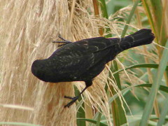 Varillero ala amarilla/Yellow-winged Blackbird