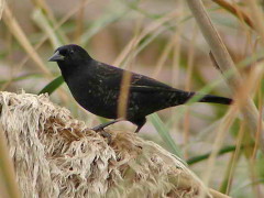 Varillero ala amarilla/Yellow-winged Blackbird