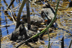 Pato barcino/Yellow-billed Teal