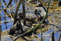 Pato barcino/Yellow-billed Teal