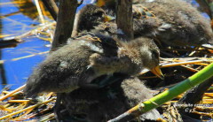 Pato barcino/Yellow-billed Teal