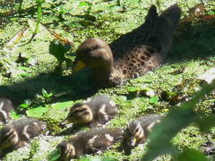 Pato barcino/Yellow-billed Teal