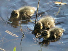 Pato barcino/Yellow-billed Teal